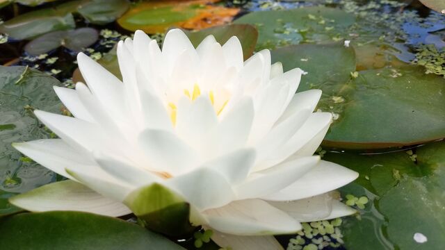 piękny pełny biały kwiat lili gonnera do wody 